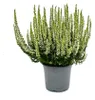 Calluna vulgaris - Set van 3 planten - Borstelhei - Productafbeelding-voorbeeld 2