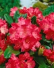 Rhododendron yakushimanum 'Morgenrot', rosa Blüten, 30–40 Produktbild-Vorschau 9