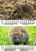 Igelzauber DIN A5 Wandkalender für 2025 Igel - Seelenzauber Produktbild-Vorschau 7