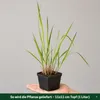 Stauden Gänge 5 x Panicum virgatum 'Squaw' im 1 Liter Topf Produktbild-Vorschau 4
