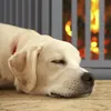 Relaxdays 10039198, 1 kusov Náhľad obrázku produktu 6