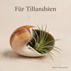 Ryssota otaheitana ab 7,5 cm Schneckenhaus Lamarkiana Produktbild-Vorschau 6