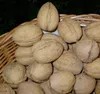 Esterhazy II veredelter selbstfruchtbarer Walnussbaum  100 Produktbild-Vorschau 2
