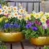 Bloomique - Mélange de 15 - Narcisse - Jonquille - Mélange Voir les images du produit 6
