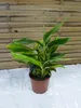 [Palmenlager] - Alpinia zerumbet variegata / Muschelingwer Produktbild-Vorschau 1