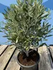 Sunny Tree - Olivenbaum - Olea Europaea in Strauchform - Produktbild-Vorschau 4