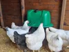 horizont Geflügeltränke 12 Liter, Kunststoff, Hühnertränke, Produktbild-Vorschau 7