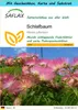 SAFLAX Geschenk Set - Schlafbaum - Albizia julibrissin - 50 Produktbild-Vorschau 1