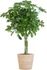 Schefflera Arboricola Nora - Brezová figovník - Izbová Náhľad obrázku produktu 1