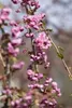 Prunus serrulata 'Kiku-shidare-zakura', Hängende Kirsche, Produktbild-Vorschau 5