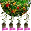 Set de 4 fraisiers - Arbutus unedo 'Cobra' - Hauteur 35cm - Voir les images du produit 1