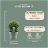 Plants by Frank | Prawdziwa kulista ostrokrzew | Ilex Podgląd zdjęcia produktu 4