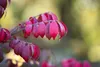 Euonymus alatus 'Compactus', Flügel-Spindelstrauch, 60–80 Produktbild-Vorschau 6
