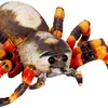 Nature Zoom|Die Spiegelburg Spinne - Nature Zoom Wild Produktbild-Vorschau 2