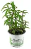 Enseleits Thai Minze (Mentha species) Produktbild-Vorschau 1