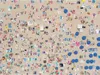 Gray Malin Beach 500 Piece Double-Sided Puzzle Produktbild-Vorschau 2