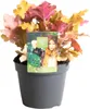 Dlužicha Heuchera 'Indian Summer Orange' výška 5-20 cm Náhled obrázku produktu 2