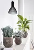 Dehner Kolbenfaden Silver Bay, Aglaonema commutatum, Produktbild-Vorschau 4