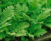 Dryopteris affinis, Goldschuppenfarn, ca. 9x9 cm Topf Produktbild-Vorschau 2
