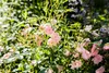 Bodendeckerrose The Fairy C 15- 20 Produktbild-Vorschau 3