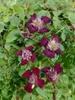 Clematis viticella, Italienische Waldrebe, 60–100 cm, Produktbild-Vorschau 14
