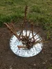 A plant base with white stones in a metal ring, placed on the ground. Produktbild-Vorschau
