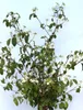 Japanischer Etagen - Schneeball 'Viburnum Mariesii' Produktbild-Vorschau 2