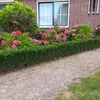 Euonymus japonicus 'Green Spire' - Stálezelený živý plot - Náhled obrázku produktu 6