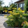 A yellow flowering plant in a garden setting with outdoor furniture and a house in the background. Voir les images du produit