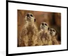 MuchoWow® Gerahmtes Poster Sonne - Erdmännchen - Familie Produktbild-Vorschau 1
