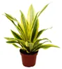 Sansevieria aubrytiana "Yellowstone" - Goldener Bogenhanf Produktbild-Vorschau 1