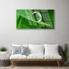 Acrylglasbilder 100x50 Wandbild Druck Blatt Wassertropfen Produktbild-Vorschau 3