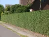 Stauden Gänge 100 x Ligustrum vulgare 'Atrovirens' - Produktbild-Vorschau 7