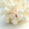 A close-up, detailed view of a white coral branch. Produktbild-Vorschau