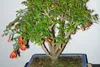SAFLAX - Trpasličí granátové jablko - Punica granatum nana Náhľad obrázku produktu 4