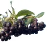 Dehner Schwarze Apfelbeere Nero, Aronia melanocarpa, ca. Produktbild-Vorschau 3
