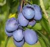 Zwetsche Jojo (S) - Pflaumenbaum Buschbaum Produktbild-Vorschau 1