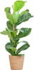 Ficus Lyrata Geigen-Feige Zimmerpflanze 80cm hoch Ø21cm Produktbild-Vorschau 1