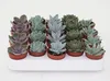 20 sztuk Echeveria mieszana doniczka 5,5 cm - żywe rośliny Podgląd zdjęcia produktu 2