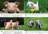 Schweinchenzauber DIN A5 Tischkalender für 2027 Schweine Produktbild-Vorschau 2