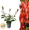 Green boutiQ - Plantes de haie - Photinia fraseri Red Robin Voir les images du produit 2
