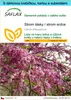 SAFLAX Dárková sada - Strom lásky / strom srdce - Cercis Náhled obrázku produktu 1