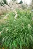 Miscanthus sinensis 'Little Zebra', Ziergras, gestreift, Produktbild-Vorschau 2