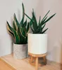 Two potted plants on a wooden surface against a light gray wall. Produktbild-Vorschau