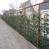 A fence covered in ivy plants along a concrete path, with houses in the background. Anteprima dell’immagine prodotto