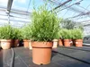 4x echter Rosmarin Officinalis 50 - 60 cm Höhe, XL Busch Ø Produktbild-Vorschau 3