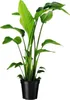Baumstrelitzie FloraSelf Strelitzia Nicolai H ca. 65 cm Ø Produktbild-Vorschau 2