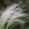 6x Stipa tenuissima Ponytails P9 H20 Produktbild-Vorschau 2