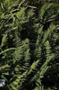 6 x Dryopteris filix-mas - Varen (ook bekend als wurmfarn) Productafbeelding-voorbeeld 4