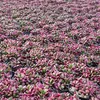 Anacampseros rufescens variegata – Regenbogen-Sukkulente – Produktbild-Vorschau 5
